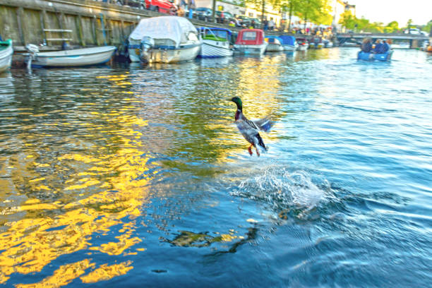 Moored vessels in the Nyhavn district of Copenhagen, Denmark. Viewed  from a Go boat as it travels along the canal with various yachts and motorboats moored either side of the canal at sunset. There is a mallard duck taking off in front of the Go boat.