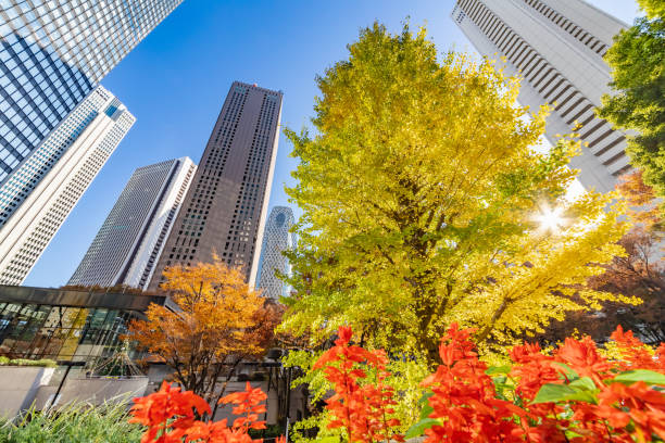 istock Autumn leaves and Shinjuku skyscraper group 1088640478