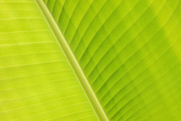 istock Abstract nature wallpaper, Green banana leaf with structure. 1088640646