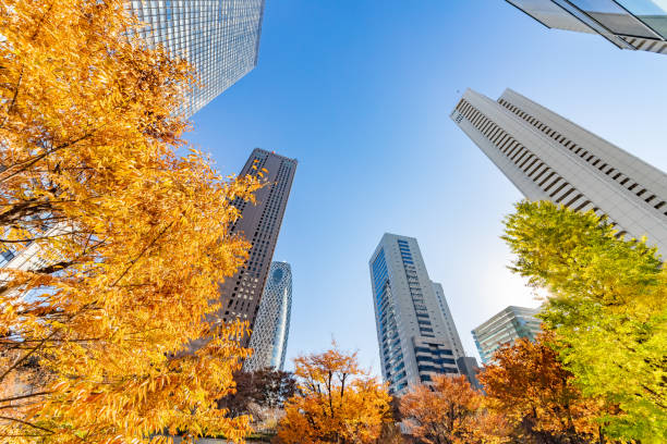 Autumn leaves and Shinjuku skyscraper group