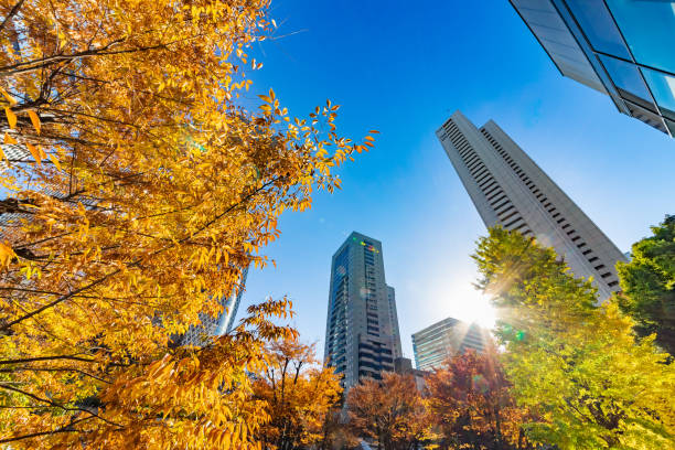 istock Autumn leaves and Shinjuku skyscraper group 1088640764