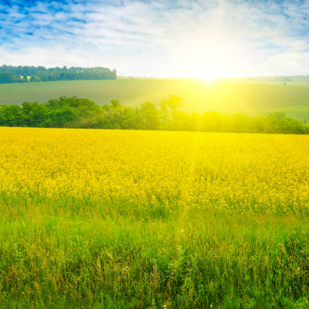 istock Blossoming rapeseed field leading to the beautiful sunset sky. 1088642414