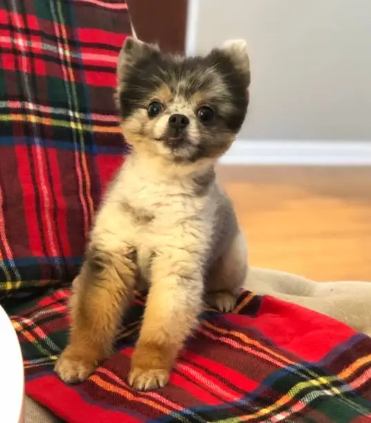 Pomeranian on a plaid blanket