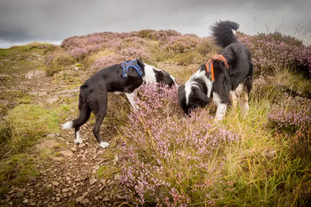 Two Border Collies in Perfect Fit harnesses sniffing / searching the heather on a Scottish Hillside (The Kilpatricks) on an overcast day