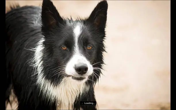 Female Border Collie with Amber eyes, displaying a hard collie stare and alert stance with hard gums. Working Collie
