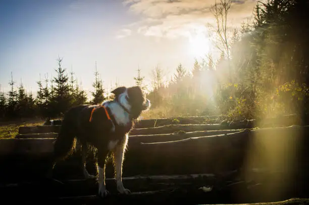 Border collie standing on felled trees in a forest, staring into the sun, through the pine trees.