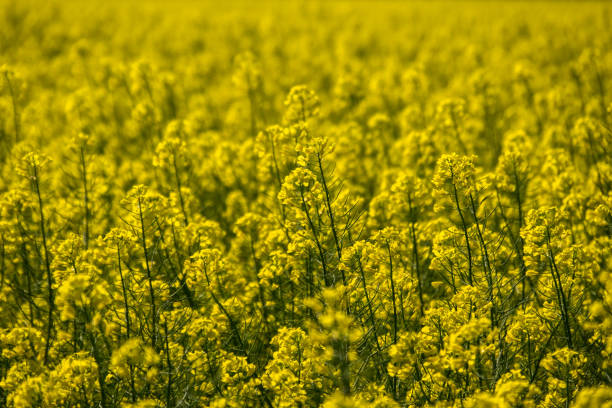 Rapeseed stock photo