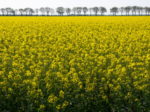 Field with rapeseed stock photo