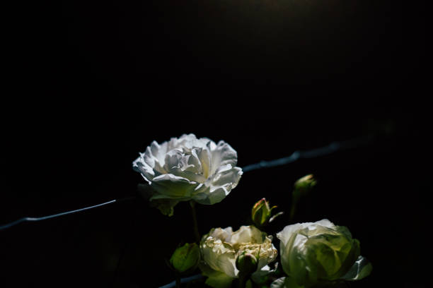 Colored rose night shot with dark or black background and noise