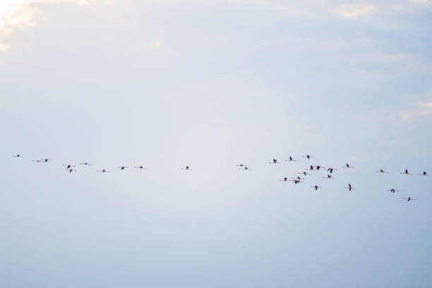 istock Flying Flamingos on the sky background 1088649678