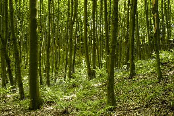 istock Young bluebell wood in spring 1088654154