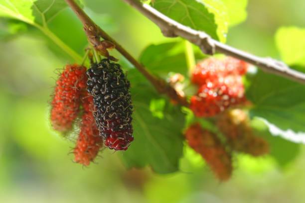 istock Mulberries fruit on the tree, selective focus and free space for text. 1088654378
