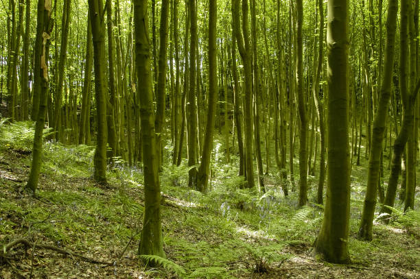 istock Young bluebell wood in spring 1088654418