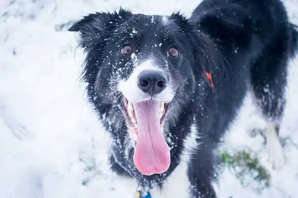Border collie staring into camera with snow on face and tongue out. Shining eyes, having fun.