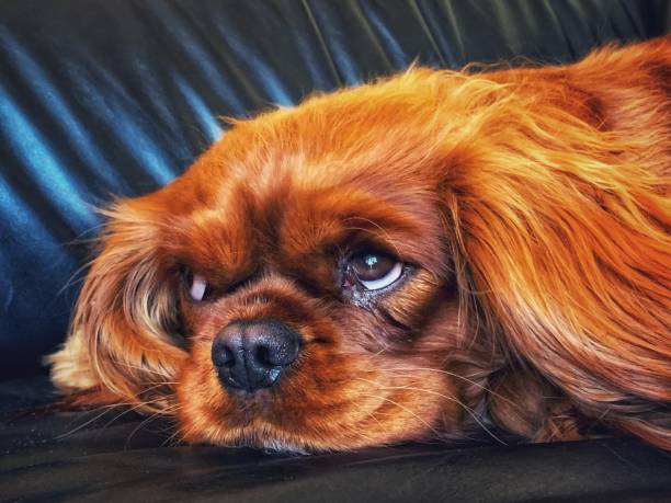 istock Cavalier king female dog 1088655950
