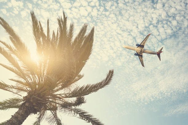 Airplane flying over tropical palm tree on cloudy sunset sky background. Summer and travel concept Airplane flying over tropical palm tree on cloudy sunset sky background. Summer and travel concept long beach california photos stock pictures, royalty-free photos & images