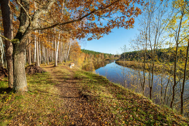 istock autumn in sunny day in park with distinct tree trunks and tourist trails 1088658038