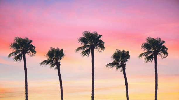 istock silhouette tropical palm tree with sun light on sunset sky. Copy space. Summer vacation and  travel concept. 1088658246