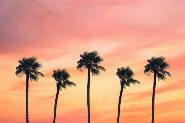 istock silhouette tropical palm tree with sun light on sunset sky. Copy space. Summer vacation and  travel concept. 1088658274