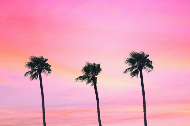 istock silhouette tropical palm tree with sun light on sunset sky. Copy space. Summer vacation and  travel concept. 1088658282