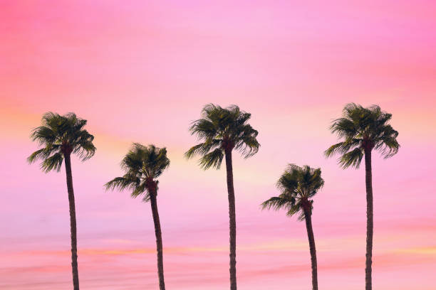 istock silhouette tropical palm tree with sun light on sunset sky. Copy space. Summer vacation and  travel concept. 1088658344