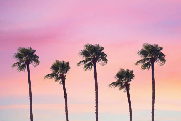 istock silhouette tropical palm tree with sun light on sunset sky. Copy space. Summer vacation and  travel concept. 1088658362