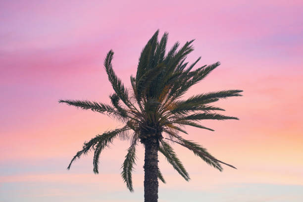 istock silhouette tropical palm tree with sun light on sunset sky. Copy space. Summer vacation and  travel concept. 1088658374