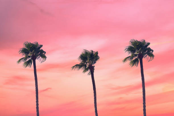 istock silhouette tropical palm tree with sun light on sunset sky. Copy space. Summer vacation and  travel concept. 1088658388