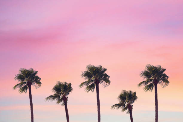 istock silhouette tropical palm tree with sun light on sunset sky. Copy space. Summer vacation and  travel concept. 1088658390