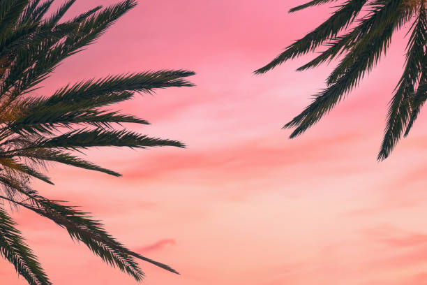 istock silhouette tropical palm tree with sun light on sunset sky. Copy space. Summer vacation and  travel concept. 1088658402