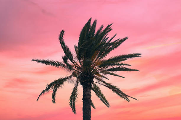 istock silhouette tropical palm tree with sun light on sunset sky. Copy space. Summer vacation and  travel concept. 1088658404
