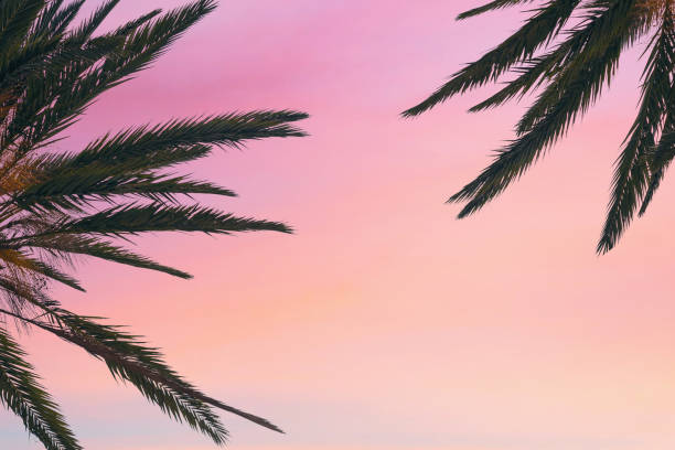 istock silhouette tropical palm tree with sun light on sunset sky. Copy space. Summer vacation and  travel concept. 1088658406