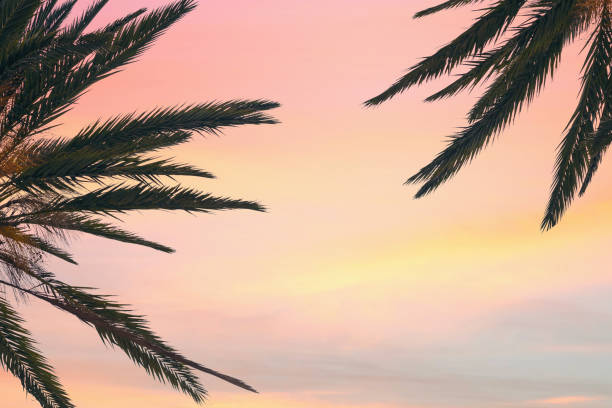 istock silhouette tropical palm tree with sun light on sunset sky. Copy space. Summer vacation and  travel concept. 1088658418