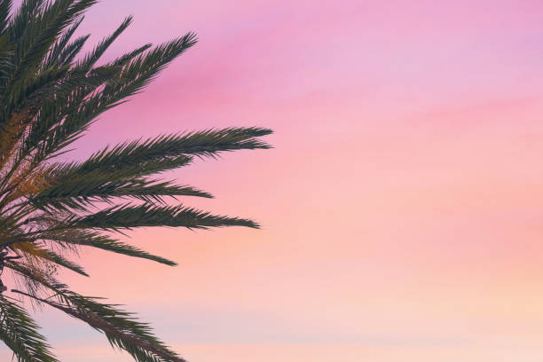 istock silhouette tropical palm tree with sun light on sunset sky. Copy space. Summer vacation and  travel concept. 1088658432