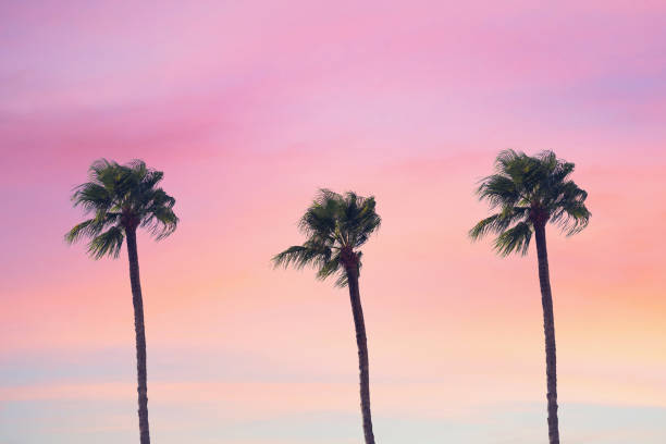 istock silhouette tropical palm tree with sun light on sunset sky. Copy space. Summer vacation and  travel concept. 1088658436