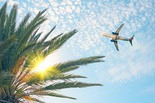 Airplane flying over tropical palm tree on cloudy sunset sky background. Summer and travel concept