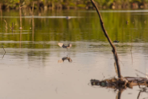 Whiskered Tern birds at a mangrove forest hunting fish and crabs a tranquil bird watching scene in Cebu province