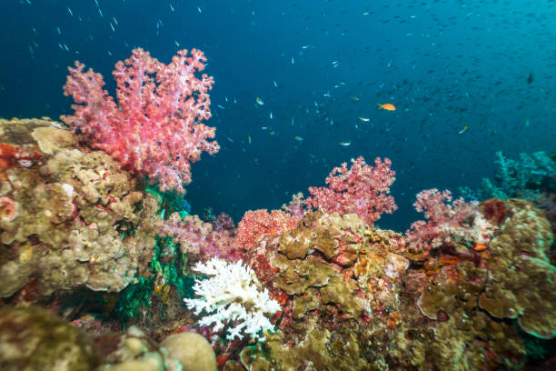 istock Underwater coral bleaching on coral reef 1088663348