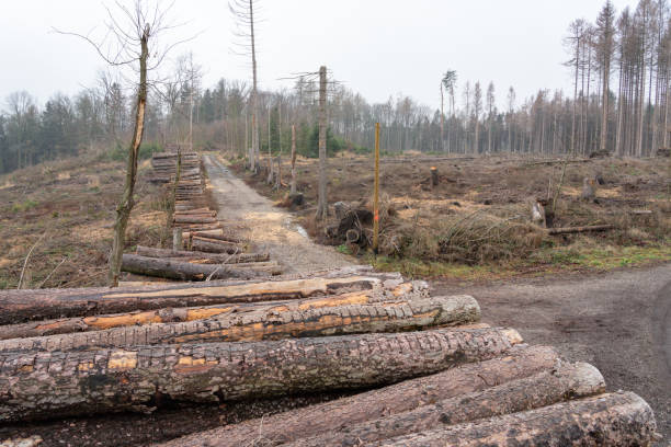 Bark beetle plague - Cleared spruce trees on a huge forest clearing near Burgstädt / Germany stock photo