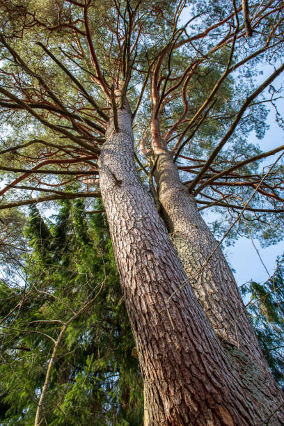 istock single isolated tree in green meadow field in summer 1088668976