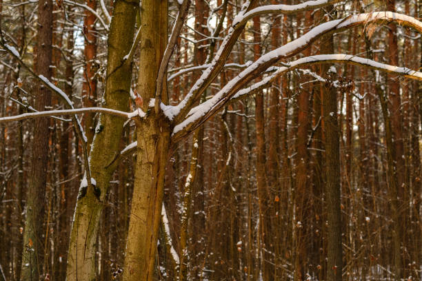 winter day in forest, trees covered in fresh white snow. spruce and pine tree