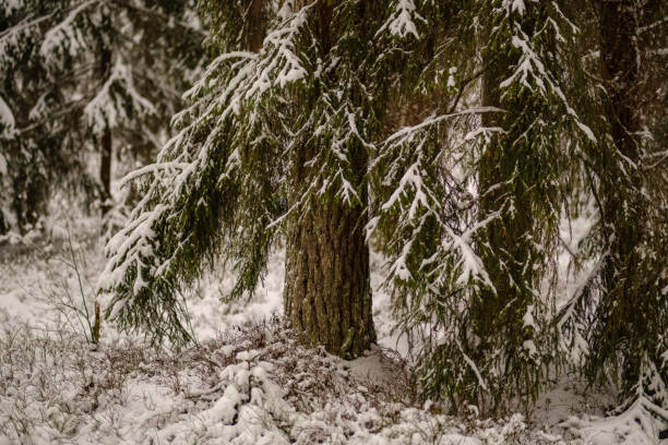 istock winter day in forest, trees covered in fresh white snow 1088669088