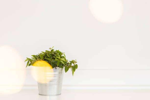 Mockup white table space with a plant and bokeh light effect