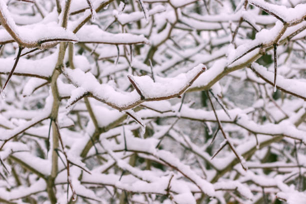 istock Winter forest. Snow on the branches of trees 1088674016