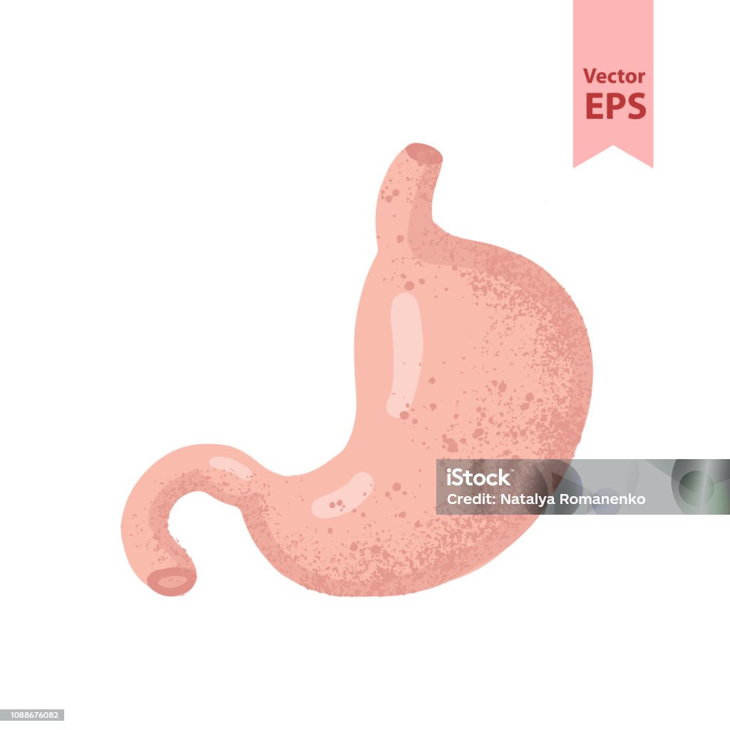 Human stomach anatomy vector illustration. Organs for surgeries and transplantation. Isolated on white background, hand-drawn style. Abdomen stock illustration