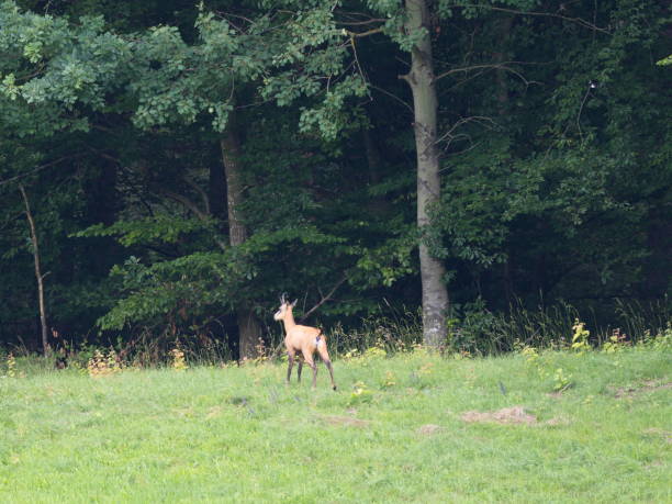 istock Gams on a meadow in Carinthia 1088676318