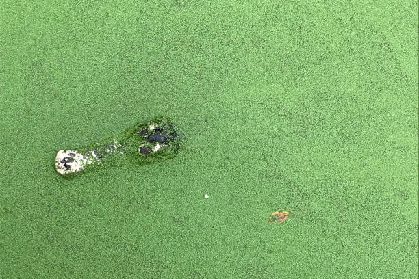 istock a head crocodile in the water 1088678914