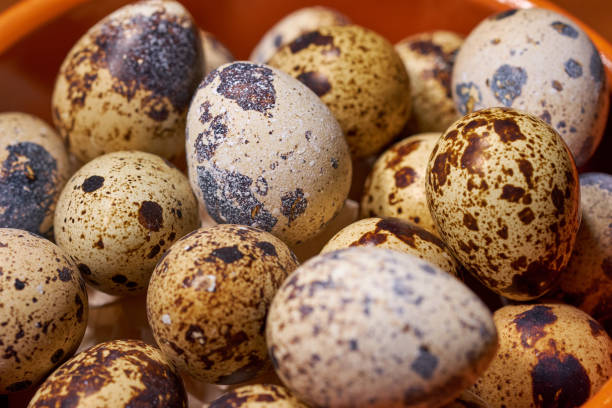 istock Quail eggs on brown wooden background. Selective focus 1088680772
