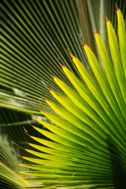 istock fan of a palm plant 1088681070