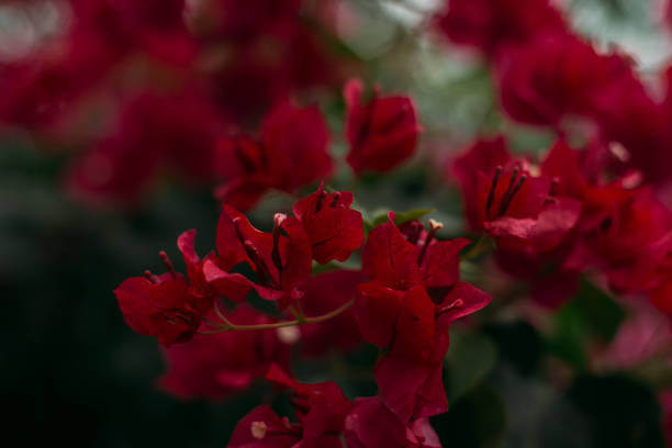 bougainvillea - azalea magenta flower red stock-fotos und bilder